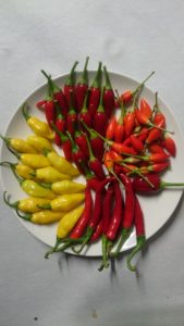 Verschiedene Chilis aus Eigenanbau, 2019